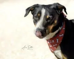 An adult medium-sized male Mixed Breed dog named Charlie for adoption in Hot Springs, SD