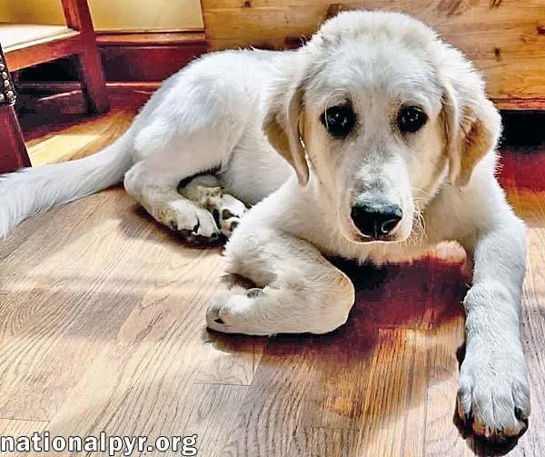 A baby large-sized male White / Cream Great Pyrenees dog named Bill in VA  for adoption in Beacon, NY