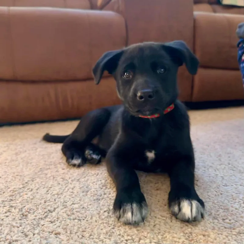 A baby medium-sized female Mixed Breed dog named Kiza for adoption in Grand Forks, ND