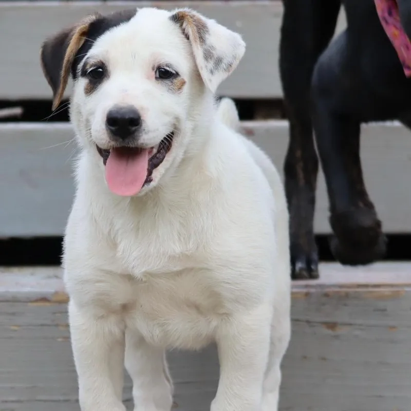 A baby small-sized male White / Cream Cattle Dog dog named Doc for adoption in Waco, TX