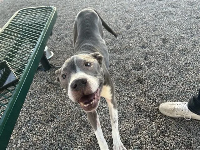 A senior large-sized male Pit Bull Terrier dog named Tyson for adoption in Mesa, AZ