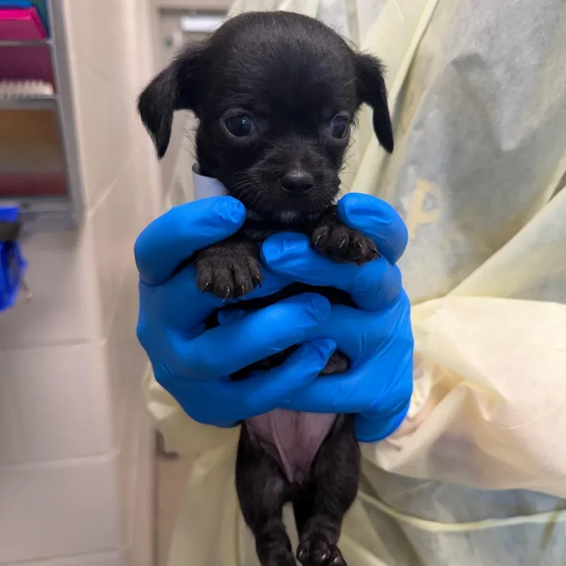 A baby small-sized female Black Chihuahua dog named Zuul for adoption in Council Bluffs, IA