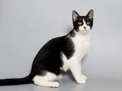 A young small-sized female Domestic Short Hair cat named Joann for adoption in Longmont, CO