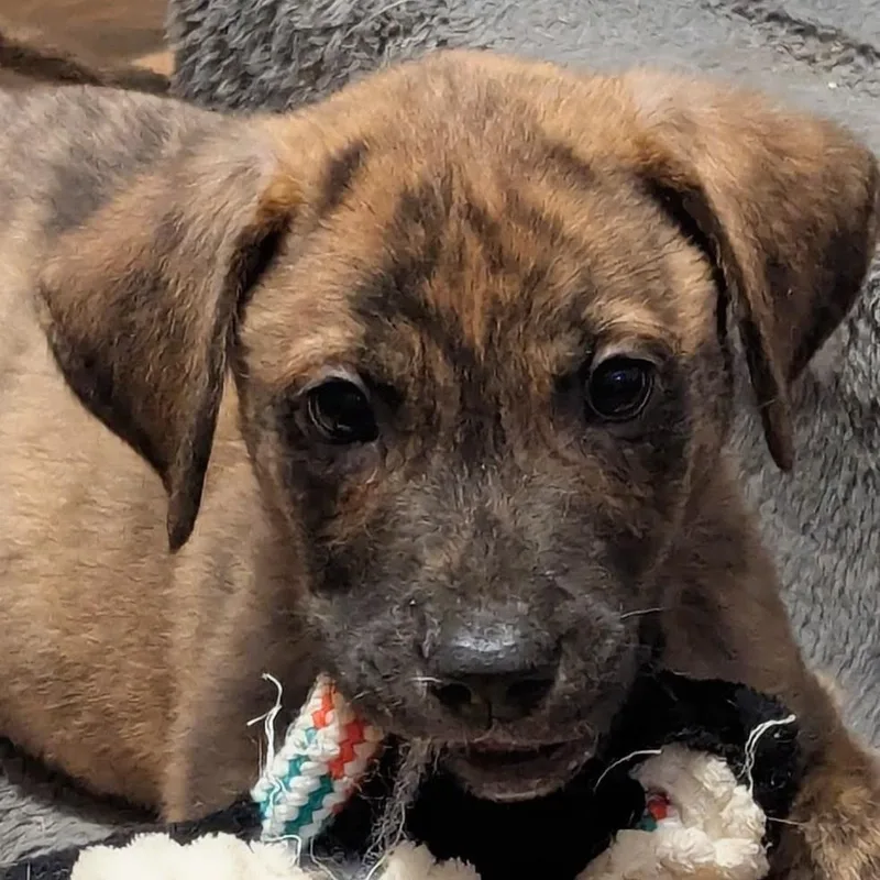 A baby medium-sized female Black Australian Cattle Dog / Blue Heeler dog named Gypsy  Coming Soon for adoption in League City, TX