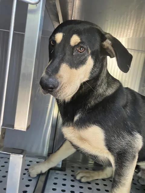 A young large-sized male Mixed Breed dog named Sosa for adoption in Dallas, TX