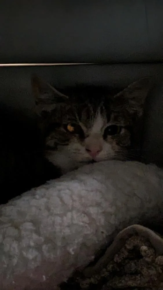 A young small-sized female Gray & White Domestic Short Hair cat named Scrap Paper for adoption in Papillion, NE