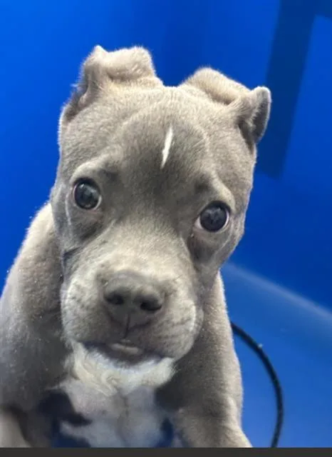 A baby medium-sized male Mixed Breed dog named Buckle for adoption in Dallas, TX