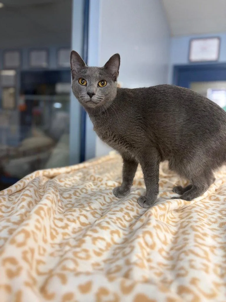 A young medium-sized female Domestic Short Hair cat named Chia for adoption in Lovingston, VA