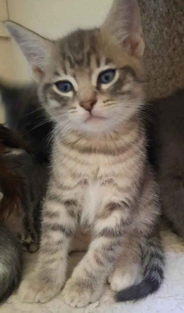A baby small-sized male Domestic Short Hair cat named Benji for adoption in Novato, CA