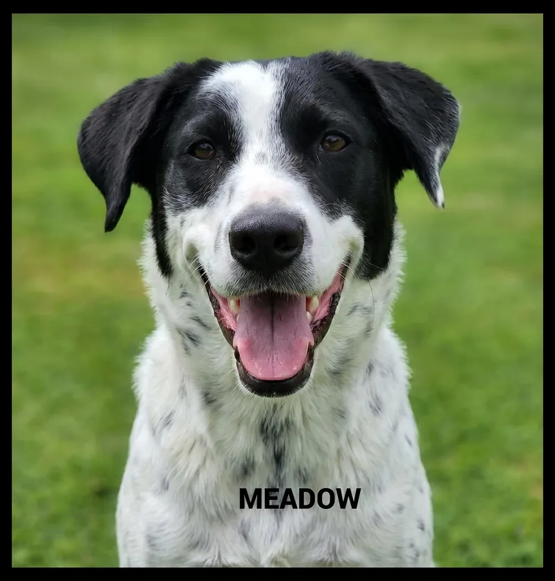 An adult medium-sized female Setter dog named Meadow for adoption in Granbury, TX