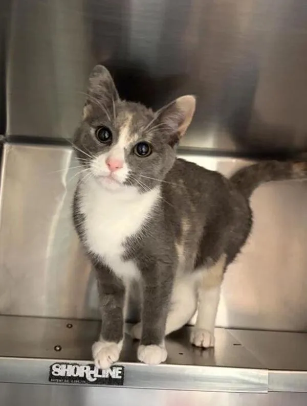A young small-sized female Domestic Short Hair cat named Sally for adoption in Great Falls, MT