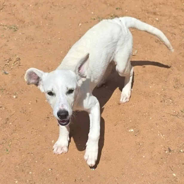 A baby large-sized female White / Cream Labrador Retriever dog named Abilene for adoption in Oxford, ME