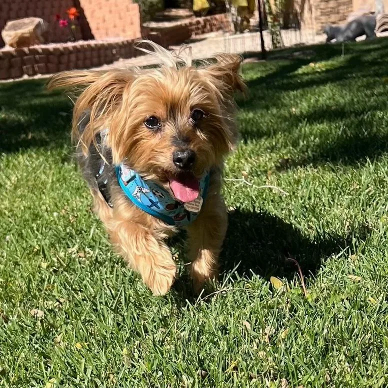 A baby small-sized male Brown / Chocolate Yorkshire Terrier dog named Ricco for adoption in Las Vegas, NV