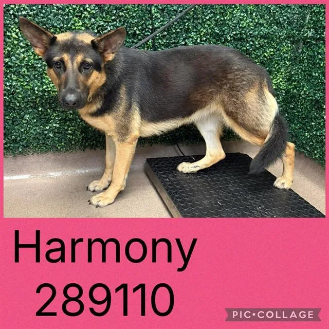 A young large-sized female German Shepherd Dog dog named Harmony for adoption in Macon, GA