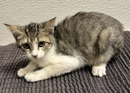 A young small-sized female Domestic Short Hair cat named Phoebe for adoption in Phoenix, AZ