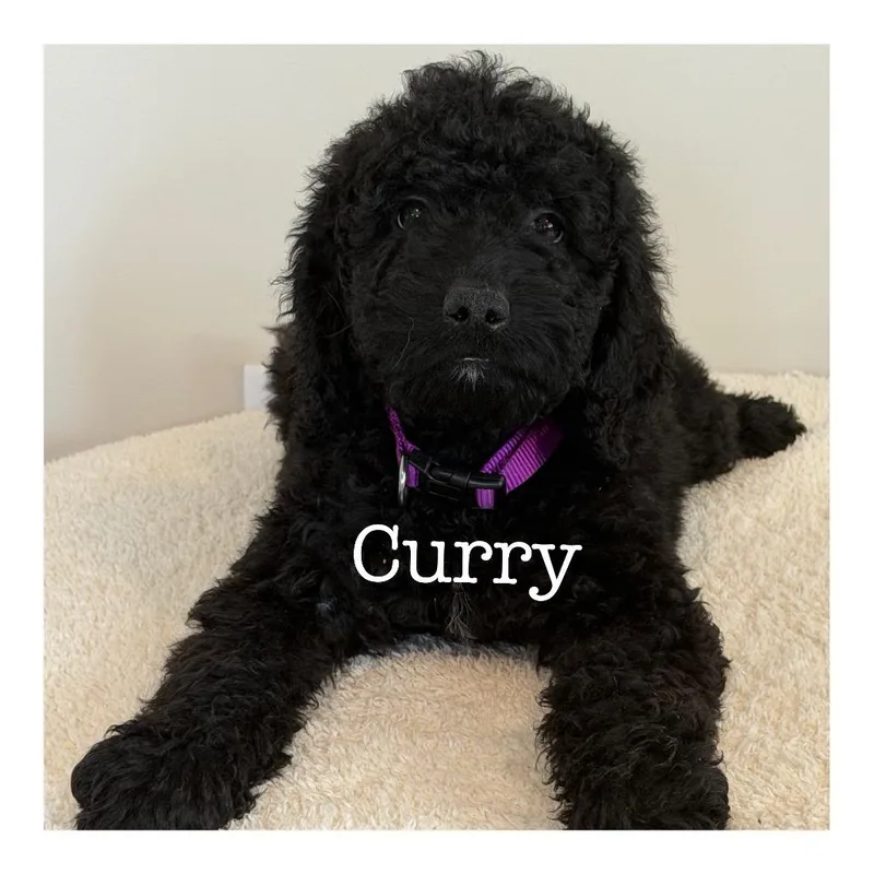 A baby small-sized male Black Golden Retriever dog named Curry for adoption in Duck River, TN