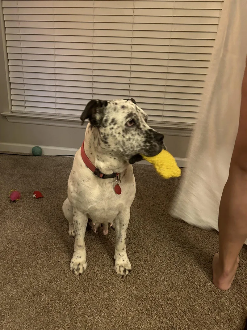 An adult medium-sized female Pointer dog named Poppy for adoption in Cary, NC