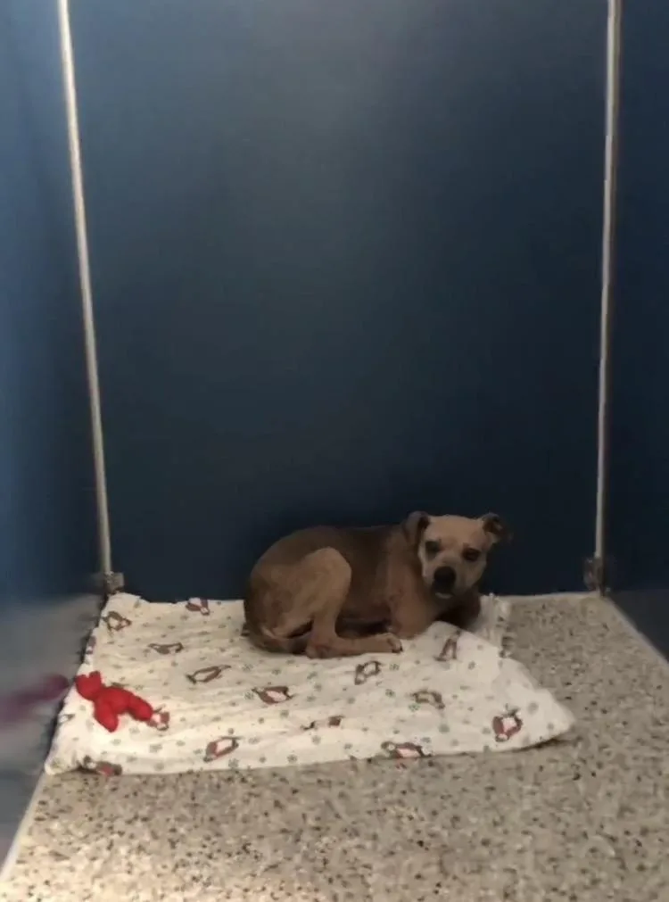 A young medium-sized female Yellow / Tan / Blond / Fawn Pit Bull Terrier dog named Jiffy for adoption in Port Huron, MI
