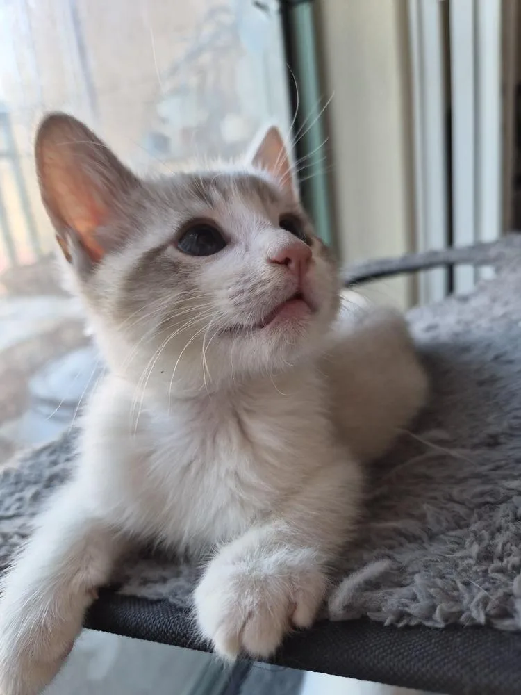 A baby small-sized male Siamese cat named Trunks for adoption in Fremont, CA