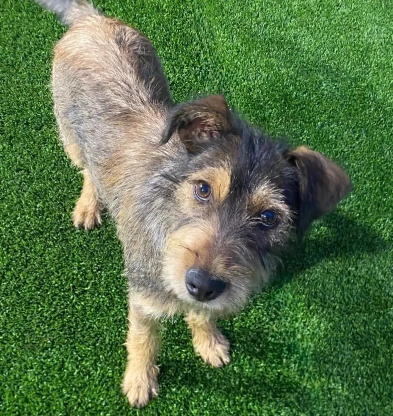 A young medium-sized female Terrier dog named Precious for adoption in Grand Bay, AL