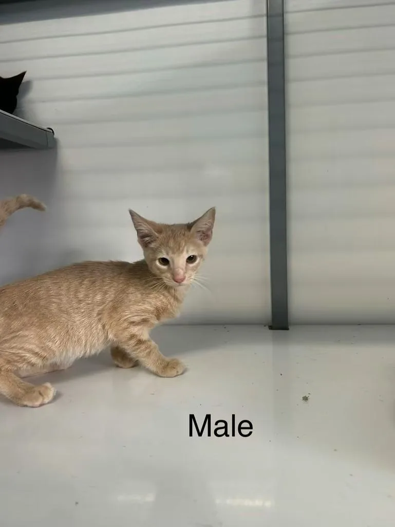 A baby medium-sized male Domestic Short Hair cat named Tobias for adoption in Holbrook, AZ