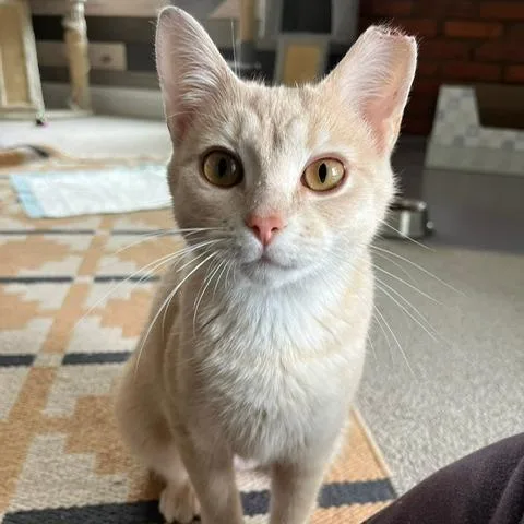 A young medium-sized female Buff / Tan / Fawn Domestic Short Hair cat named Nala for adoption in Gibsonia, PA