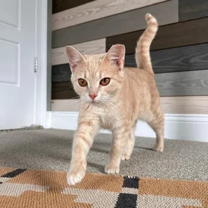 Nala thumbnail 2
