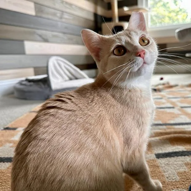 Nala thumbnail 5