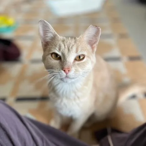 Nala thumbnail 6