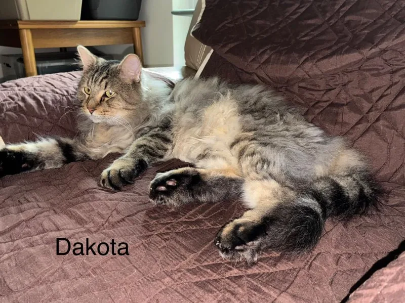 Dakota