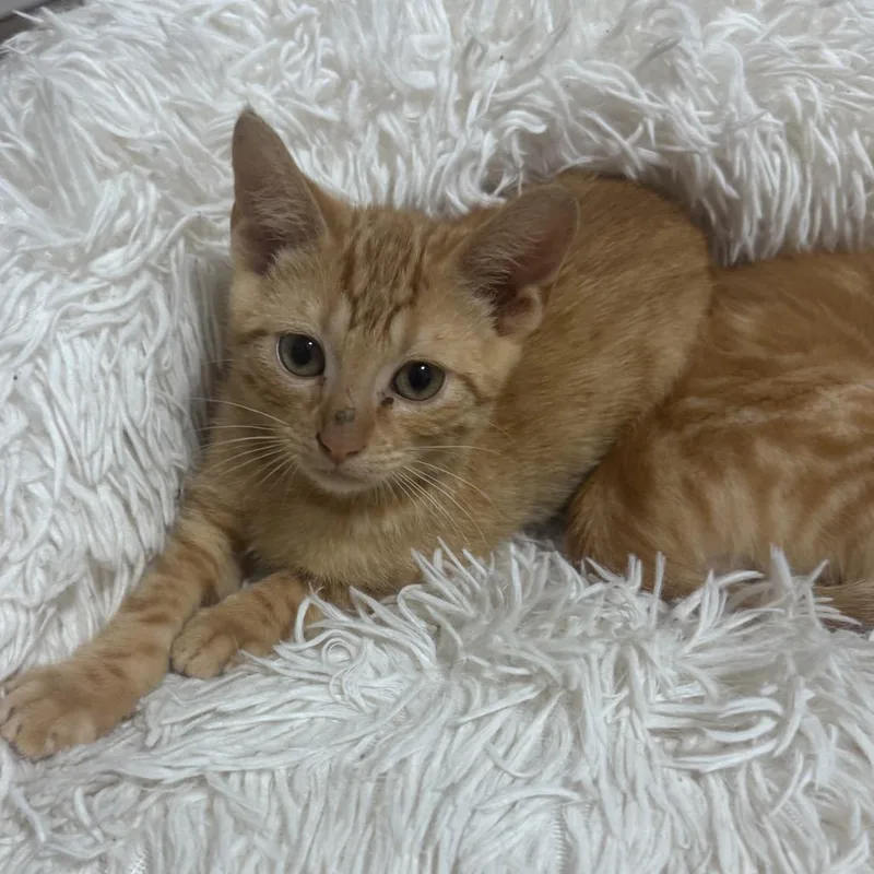 A baby small-sized male Orange / Red Domestic Short Hair cat named Ricky for adoption in Pleasanton, CA