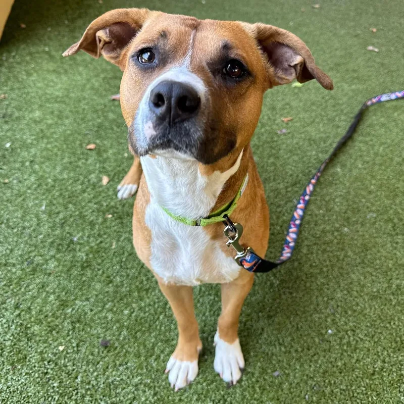 An adult medium-sized female Brown / Chocolate American Bulldog dog named Tipper for adoption in West Palm Beach, FL