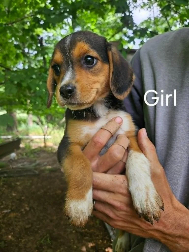 A young small-sized female Beagle dog named Cassy for adoption in Newaygo, MI