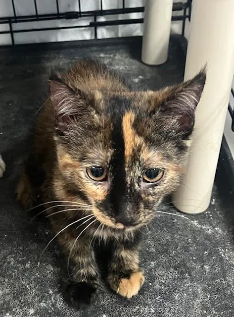 A baby medium-sized female Tortoiseshell Domestic Short Hair cat named Kara for adoption in Chambersburg, PA