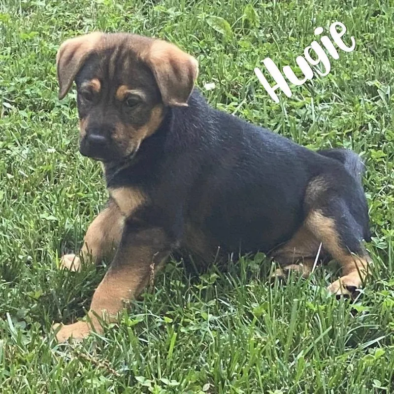 A baby large-sized male Black Shepherd dog named Hugie for adoption in Kannapolis, NC