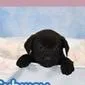 A baby medium-sized male Black Labrador Retriever dog named Bayne for adoption in Tampa, FL