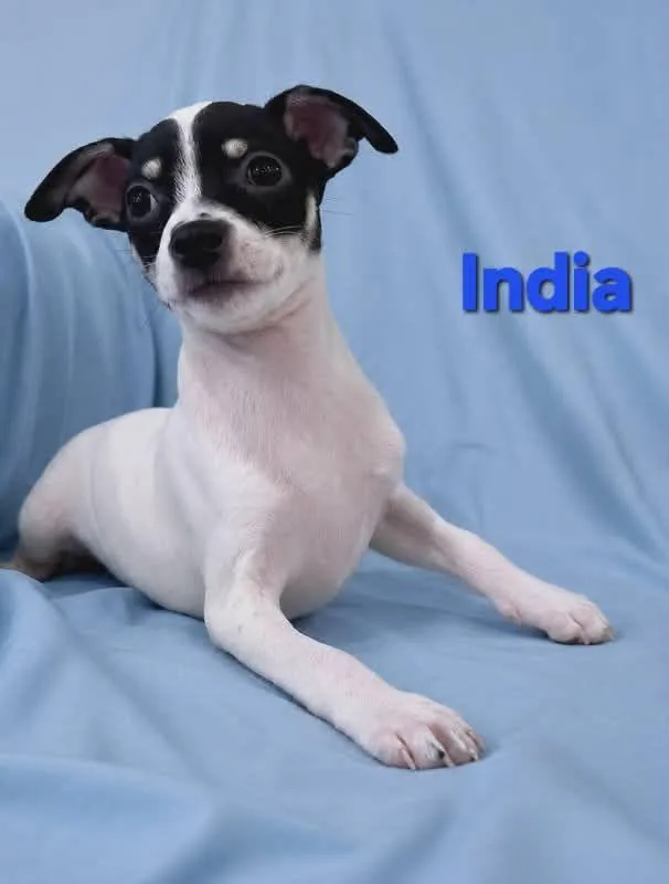 A baby small-sized female Chihuahua dog named Tiffany Pup India for adoption in Pompano Beach, FL