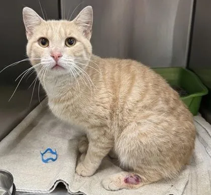 Bennigan thumbnail 2