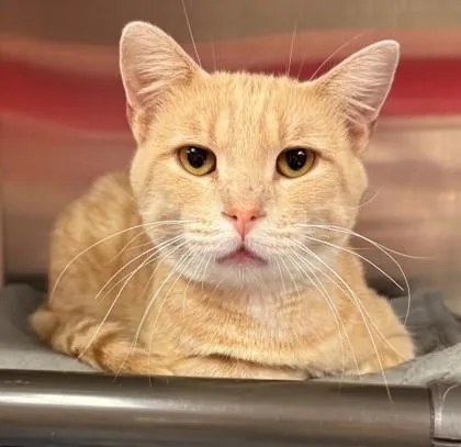 Bennigan thumbnail 3