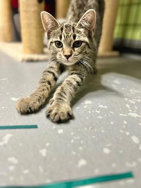 A baby small-sized female Brown / Chocolate Domestic Short Hair cat named Samara @Whisker Room Cafe for adoption in Muskegon, MI