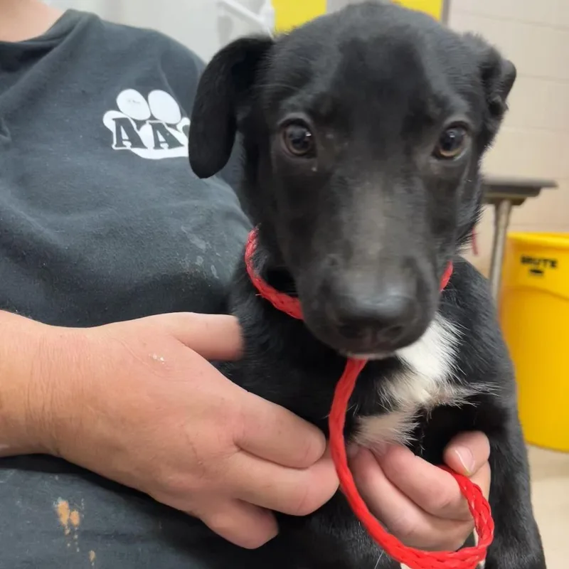 A baby small-sized male Black Pit Bull Terrier dog named Cash for adoption in Ardmore, OK