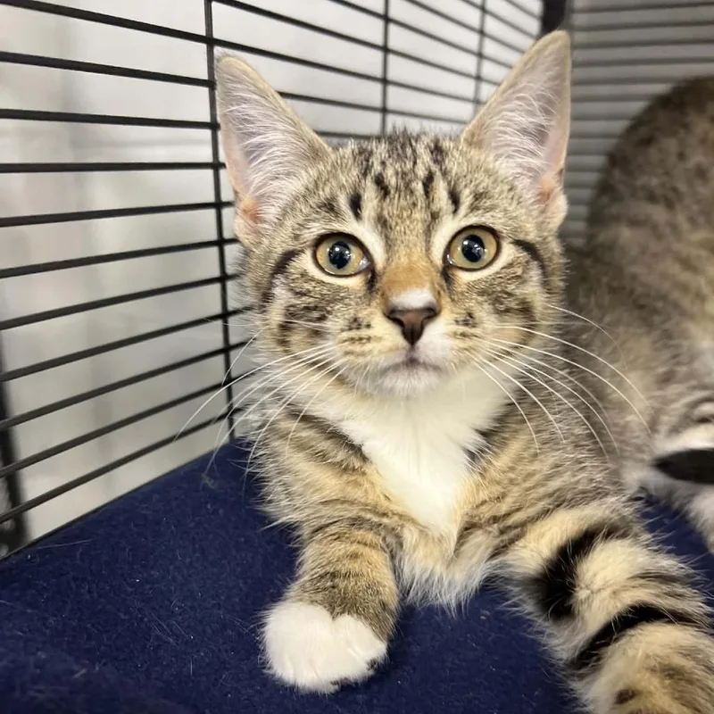 A baby small-sized female Domestic Short Hair cat named Harbor for adoption in Hampton Bays, NY