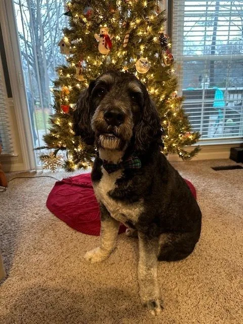 An adult large-sized male Tricolor (Brown, Black, & White) Bernese Mountain Dog dog named Moose for adoption in Mocksville, NC