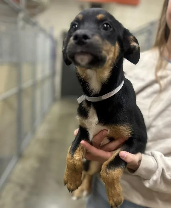A baby large-sized male Labrador Retriever dog named Porky for adoption in Sioux City, IA