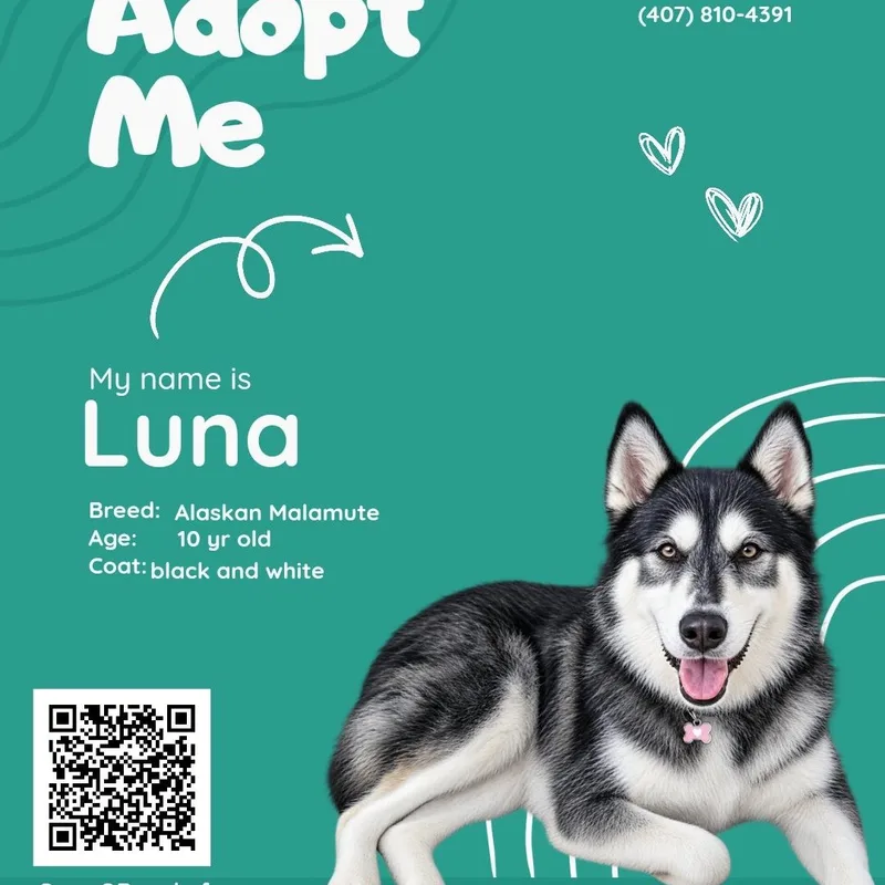 A senior large-sized female Alaskan Malamute dog named Luna for adoption in Maryville, TN