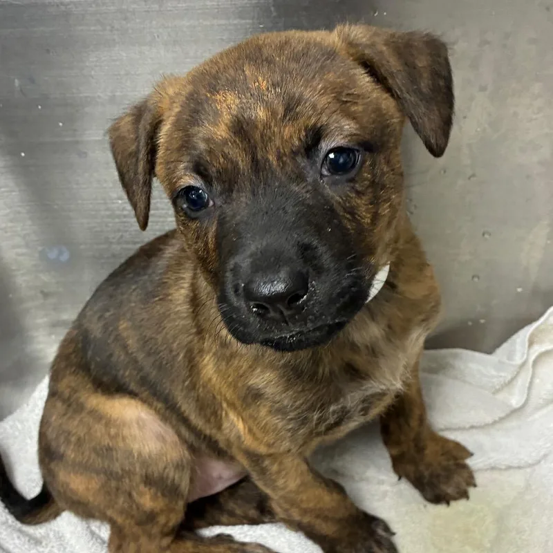 A baby small-sized female Brindle Pit Bull Terrier dog named Salsa for adoption in Birmingham, AL
