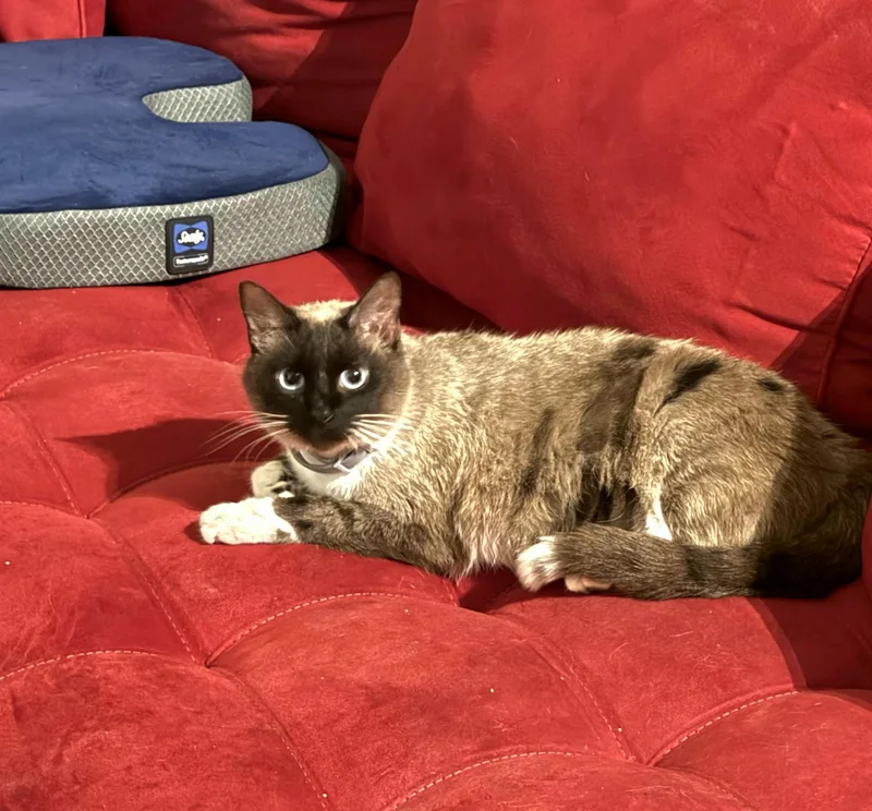 Nala Baby thumbnail 3