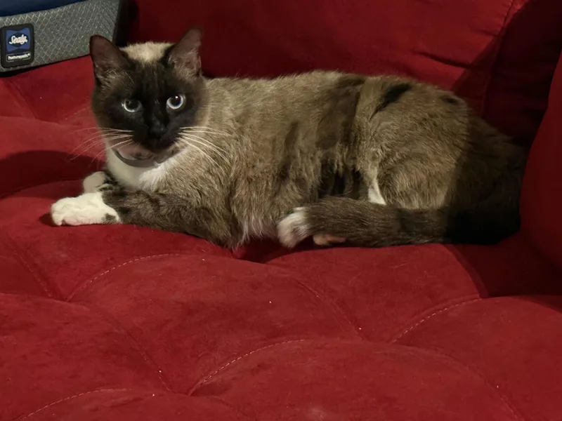 Nala Baby thumbnail 4