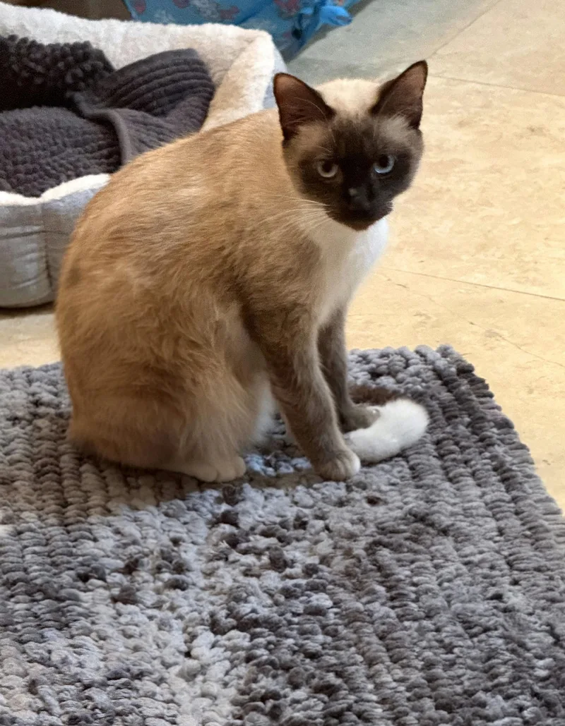 Nala Baby thumbnail 5