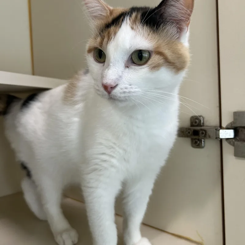 An adult medium-sized female Calico Domestic Short Hair cat named Tish for adoption in Mokena, IL